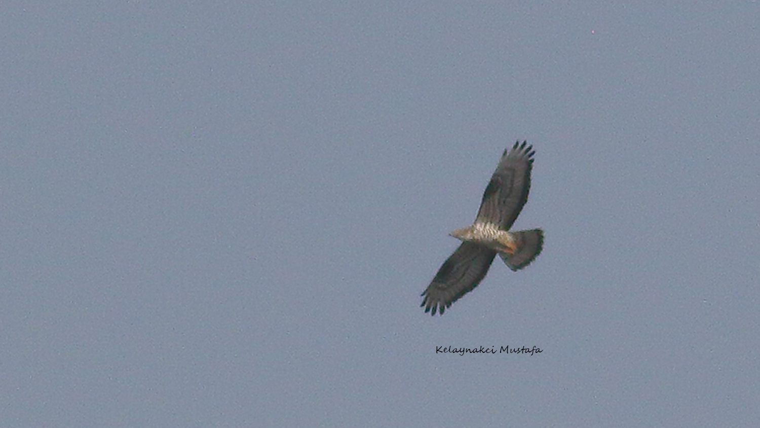 Oriental Honey-buzzard